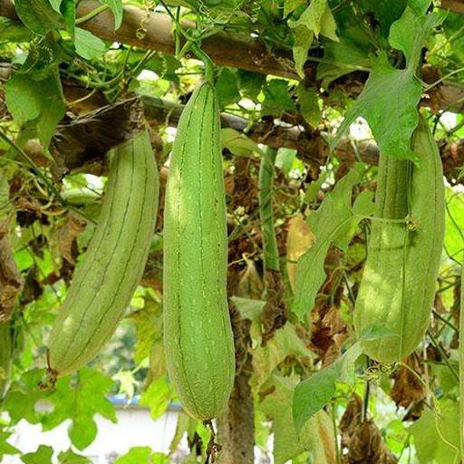Delicious Organic Perennial Sponge Gourd Seeds